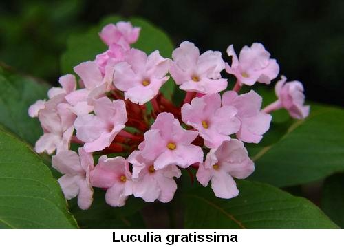 Luculia gratissima.jpg